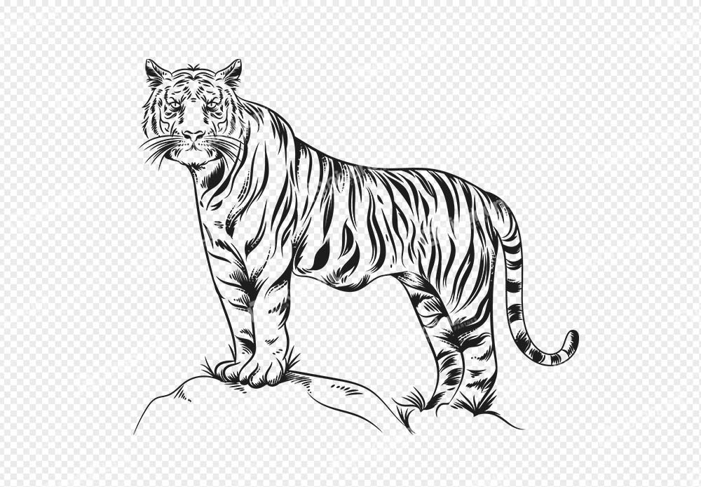 Free Download Tiger sketch Like animal sketch Full Tiger drawing Full Vectors Shared by Pixahunt 