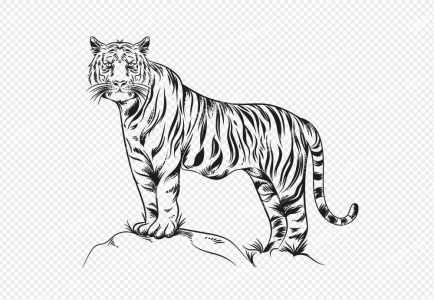 Tiger sketch Like animal sketch Full Tiger drawing