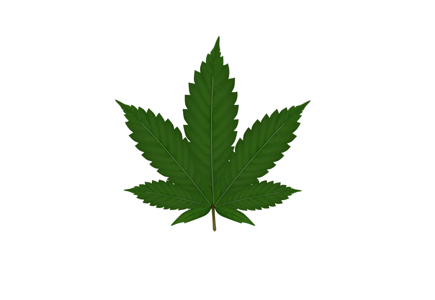 Free Premium PNG  cannabis leaf on a transparent background isolate 