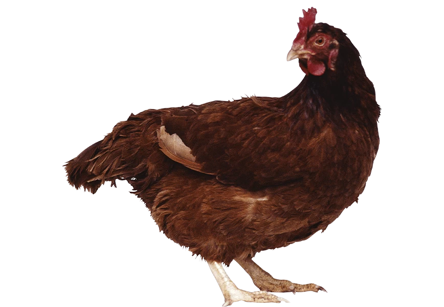 Free Premium PNG  Isolated Brown chicken looking some wear