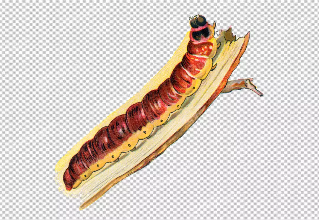 Free Premium PNG 2 inches long and has a segmented body