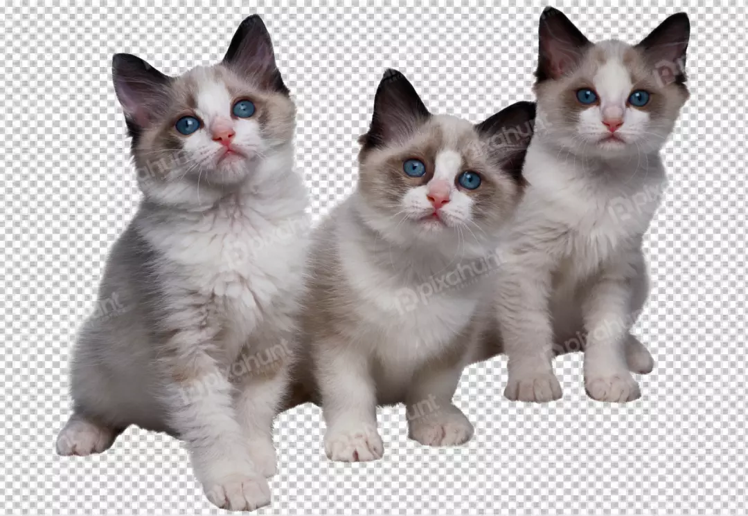Free Premium PNG 3 Cat look at front side . transparent background 
