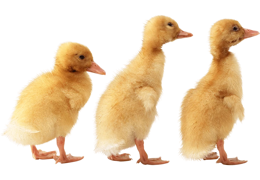 Free Premium PNG 3 little cute ducklings