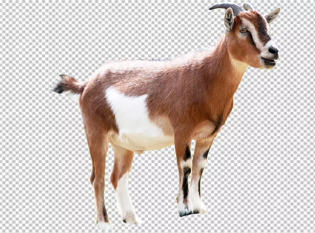 Free Premium PNG 3d Goat Isolated Free PNG