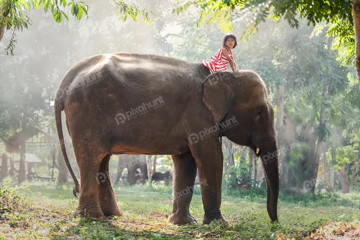 Free Premium Stock Photos A beautiful portrait of a little girl riding an elephant