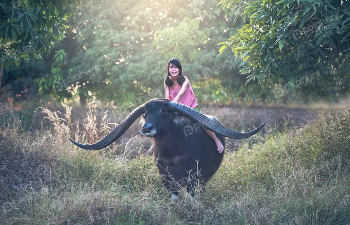Free Premium Stock Photos A beautiful young woman riding a buffalo