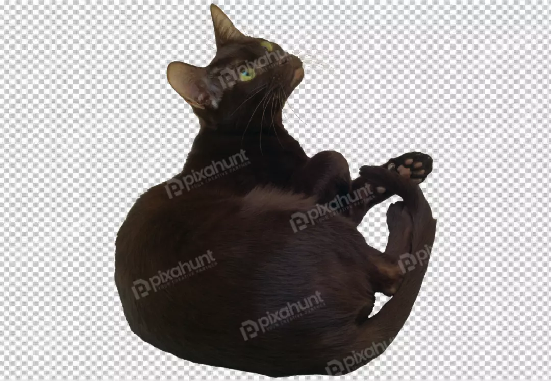 Free Premium PNG A big black cat transparent background