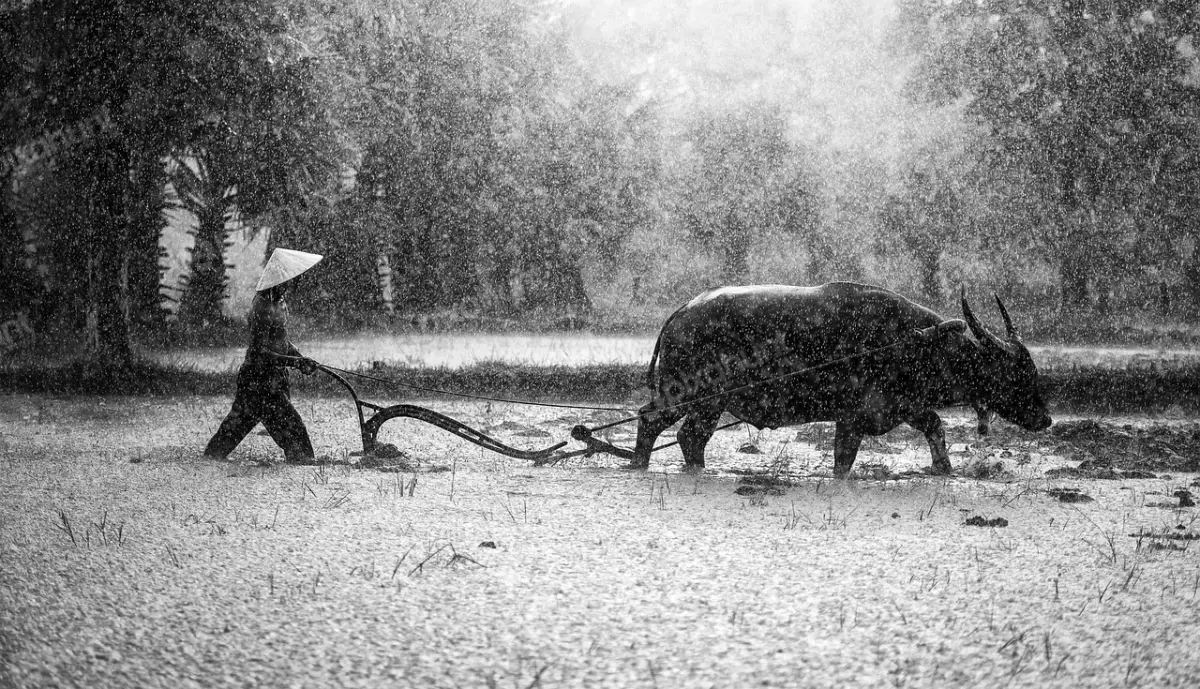Free Premium Stock Photos A black and white photo of a farmer walking behind a plow pulled by a carabao