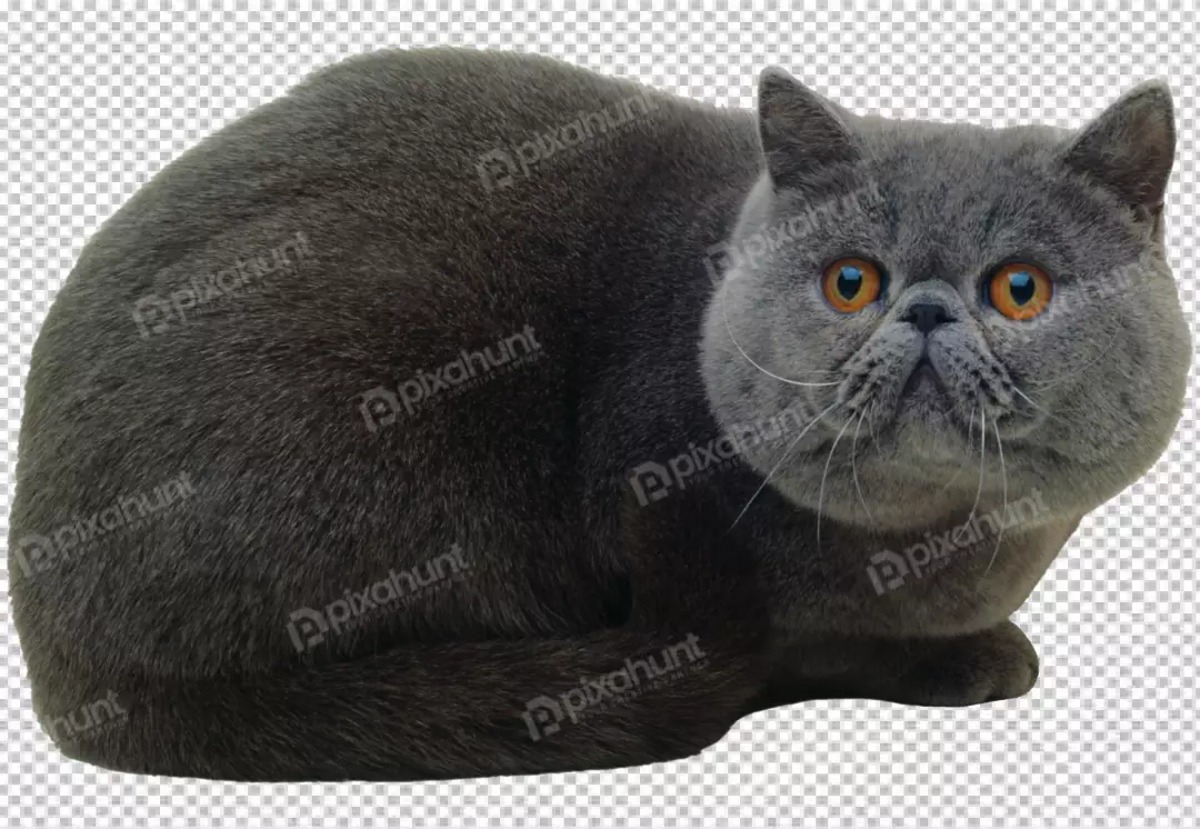 Free Premium PNG A black cat with transparent  background