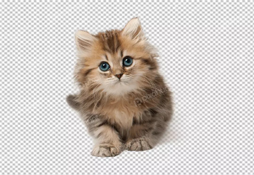 Free Premium PNG A brown kitten with blue eyes sits on