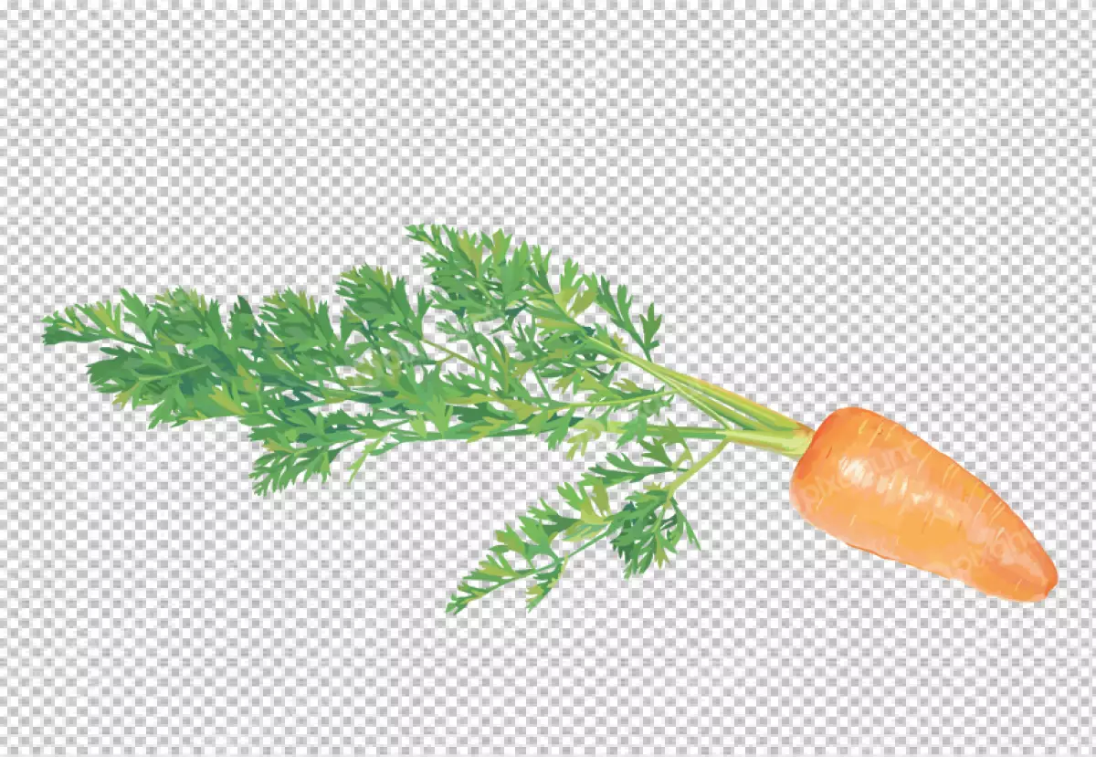 Free Premium PNG A bunch of carrots with the word carrots on it