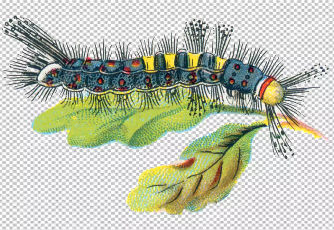 Free Premium PNG A caterpillar on a leaf black, yellow, and red with long, white hairs crawling on a green leaf is in a horizontal position