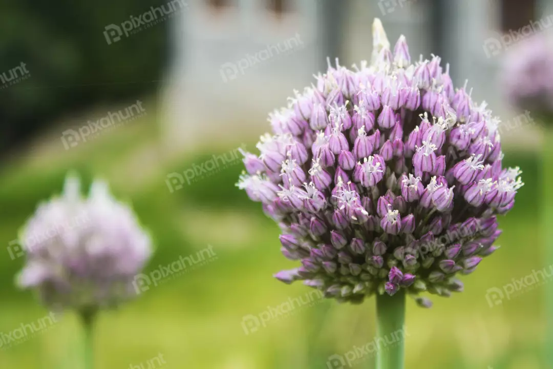 Free Premium Stock Photos A close-up of a purple garlic flower