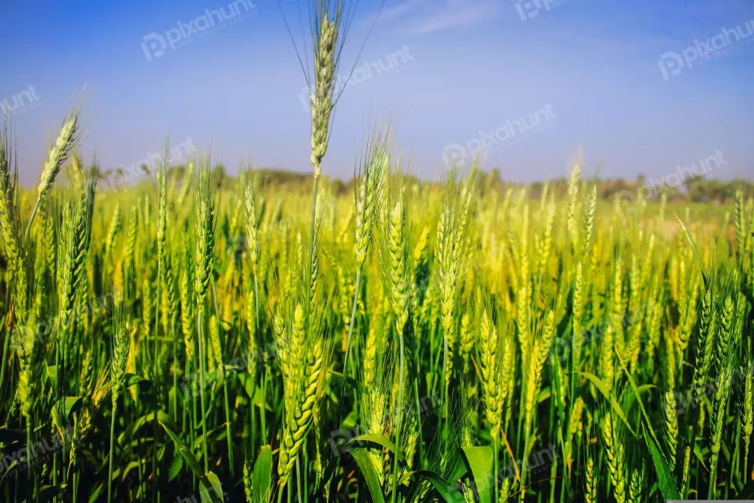 Free Premium Stock Photos A close-up of a wheat field