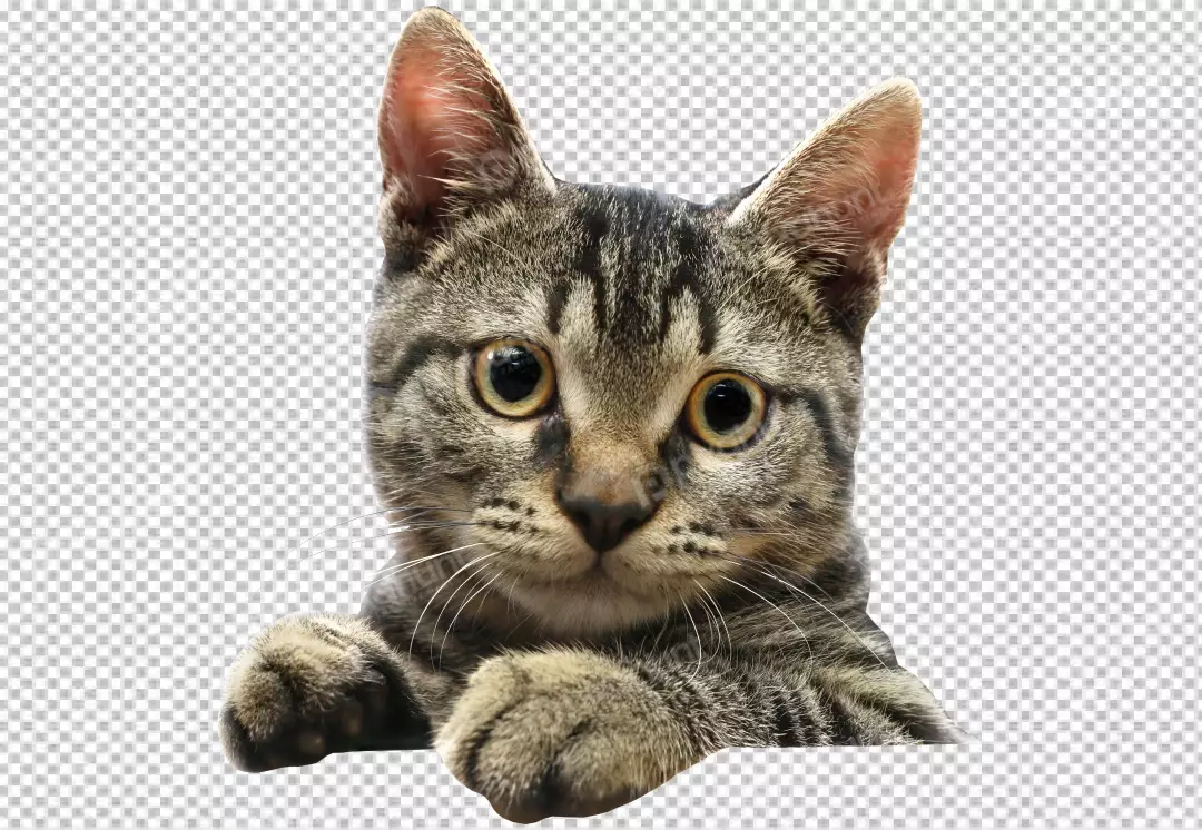 Free Premium PNG A cute looking cat | transparent backgroud