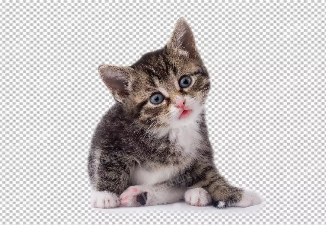 Free Premium PNG A cute tabby kitten sits looks up at the camera with blue eyes