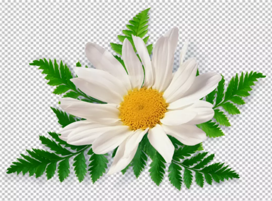 Free Premium PNG A flower is shown in the picture with a png background.