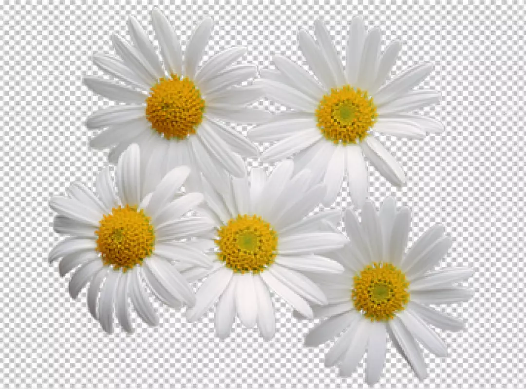 Free Premium PNG A flower with a yellow center and the word quot the name quot on it