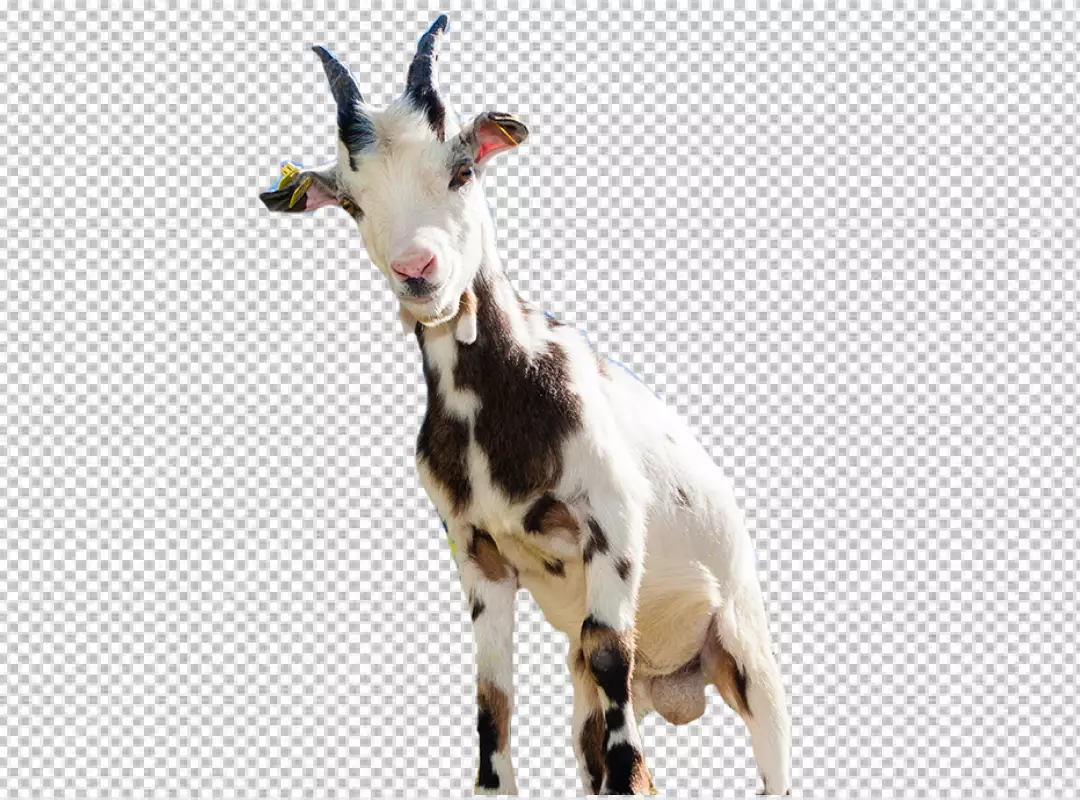 Free Premium PNG A Goat look at the camera
