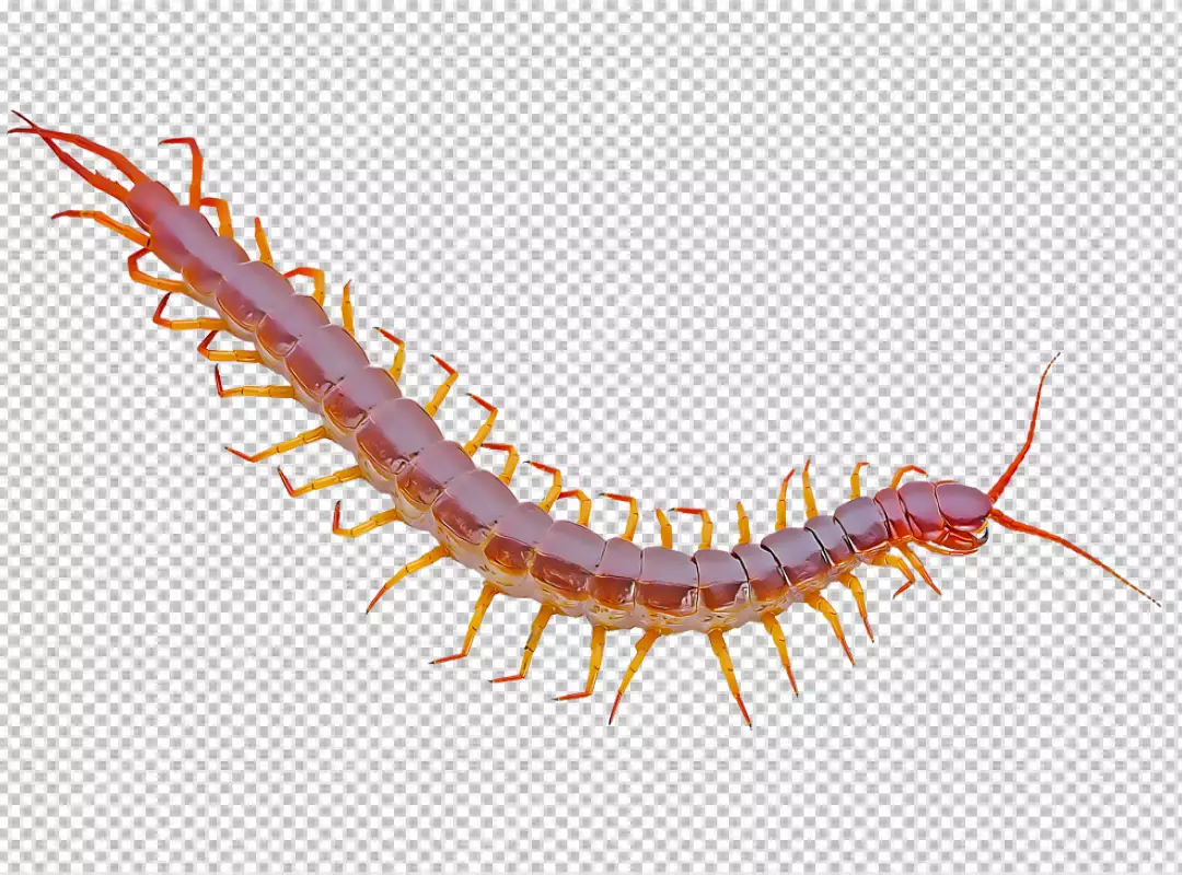 Free Premium PNG A large brown caterpillar with orange markings on its body