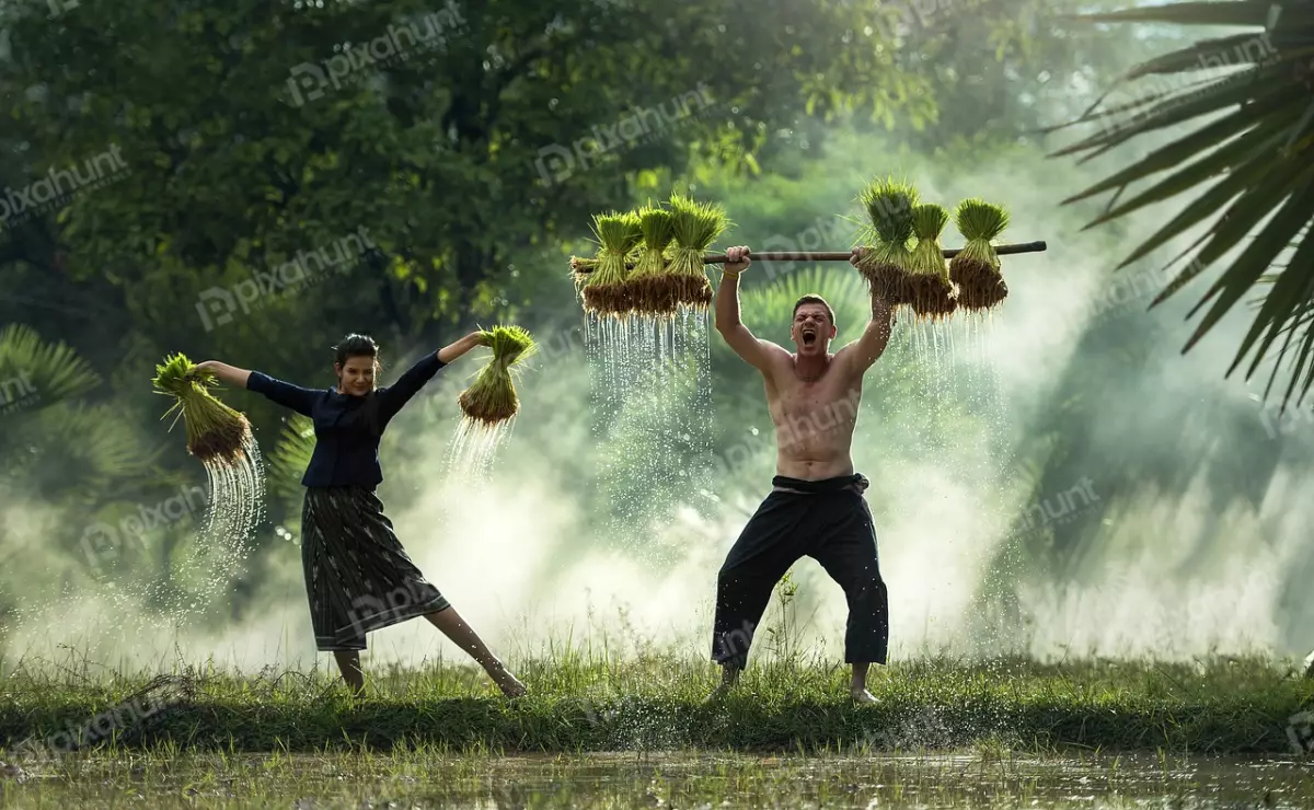 Free Premium Stock Photos A man and a woman working in a rice field and man is holding a large bundle of rice seedlings in his arms and the woman is holding a smaller bundle in her arms