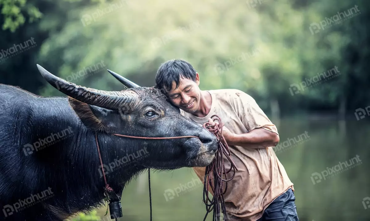 Free Premium Stock Photos A man standing next to a buffalo and man is smiling and has his hand resting on the buffalo's head