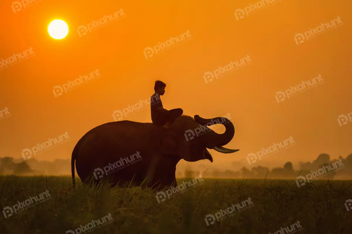 Free Premium Stock Photos A silhouette of an elephant and its mahout at sunset and elephant is standing in a field of grass, and the sun is setting behind it