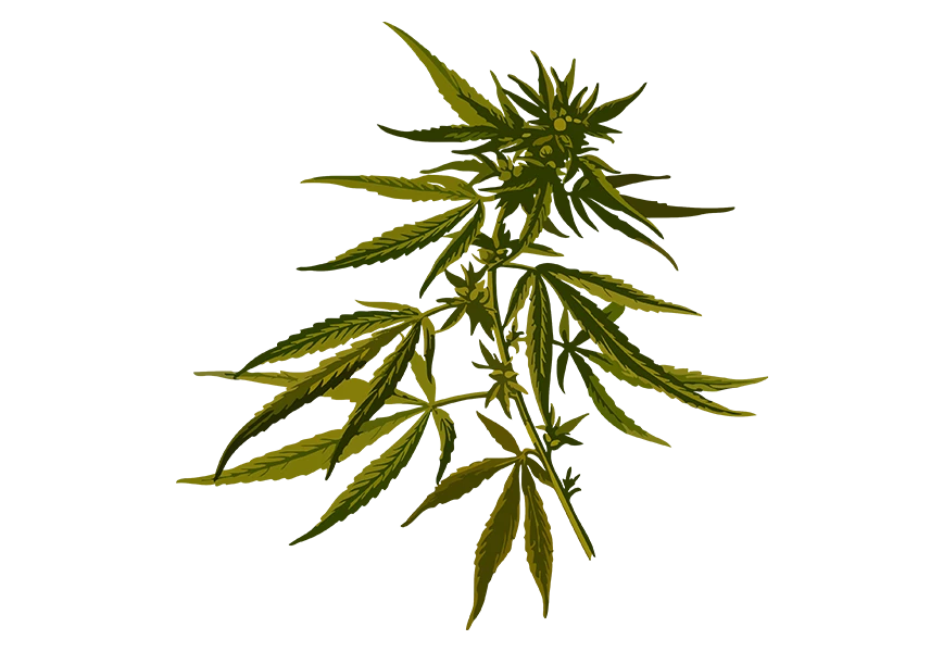Free Premium PNG A Stack of Fresh Green Weed on png