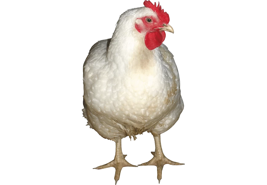 Free Premium PNG A white hen is standing on the farm | Standing facing forward