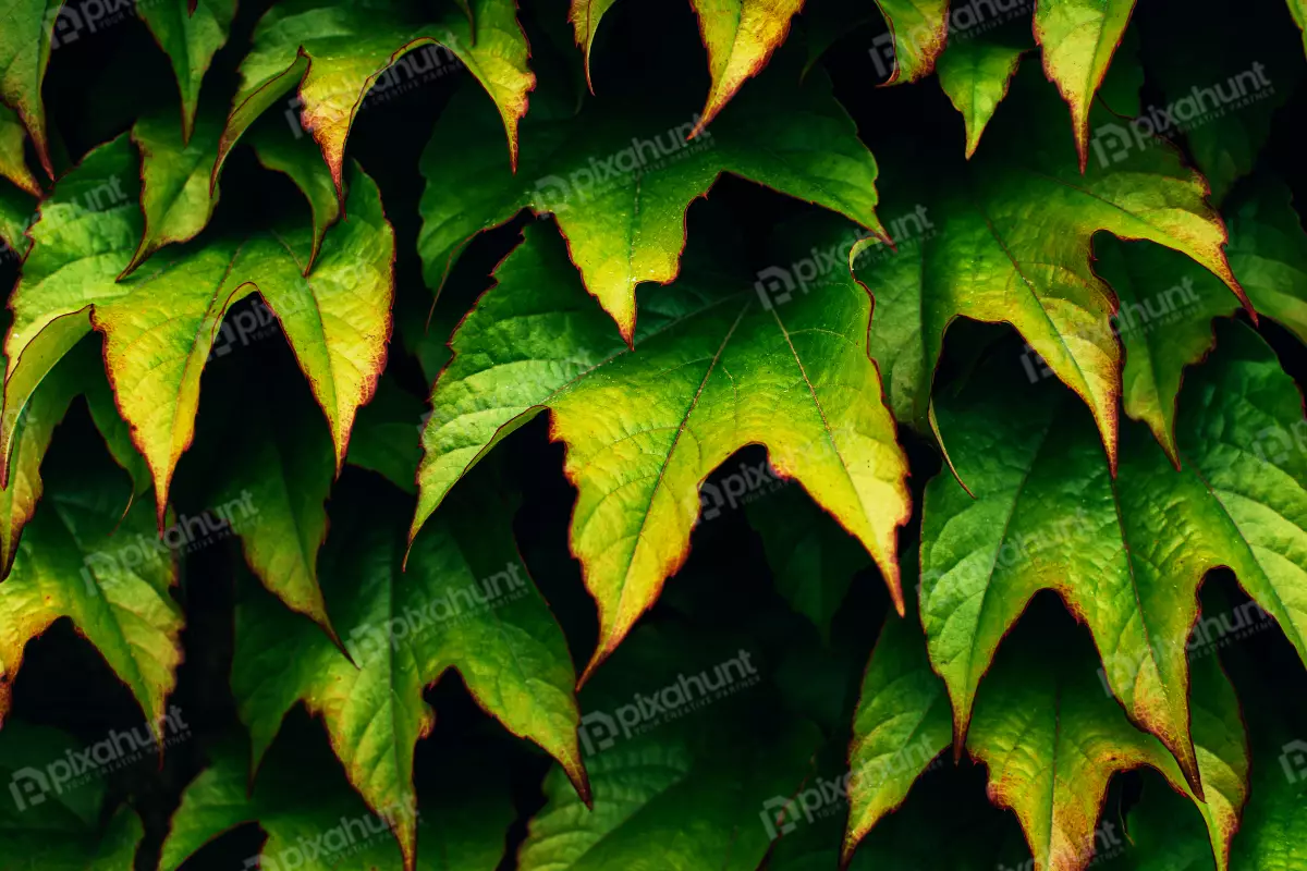 Free Premium Stock Photos Abstract And Textures Backgrounds Nature And Outdoors Free | Green Leaves Background