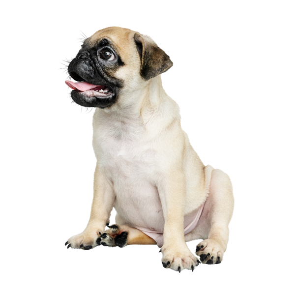 Free Premium PNG Adorable Pug Puppy Solo Portrait PNG Images