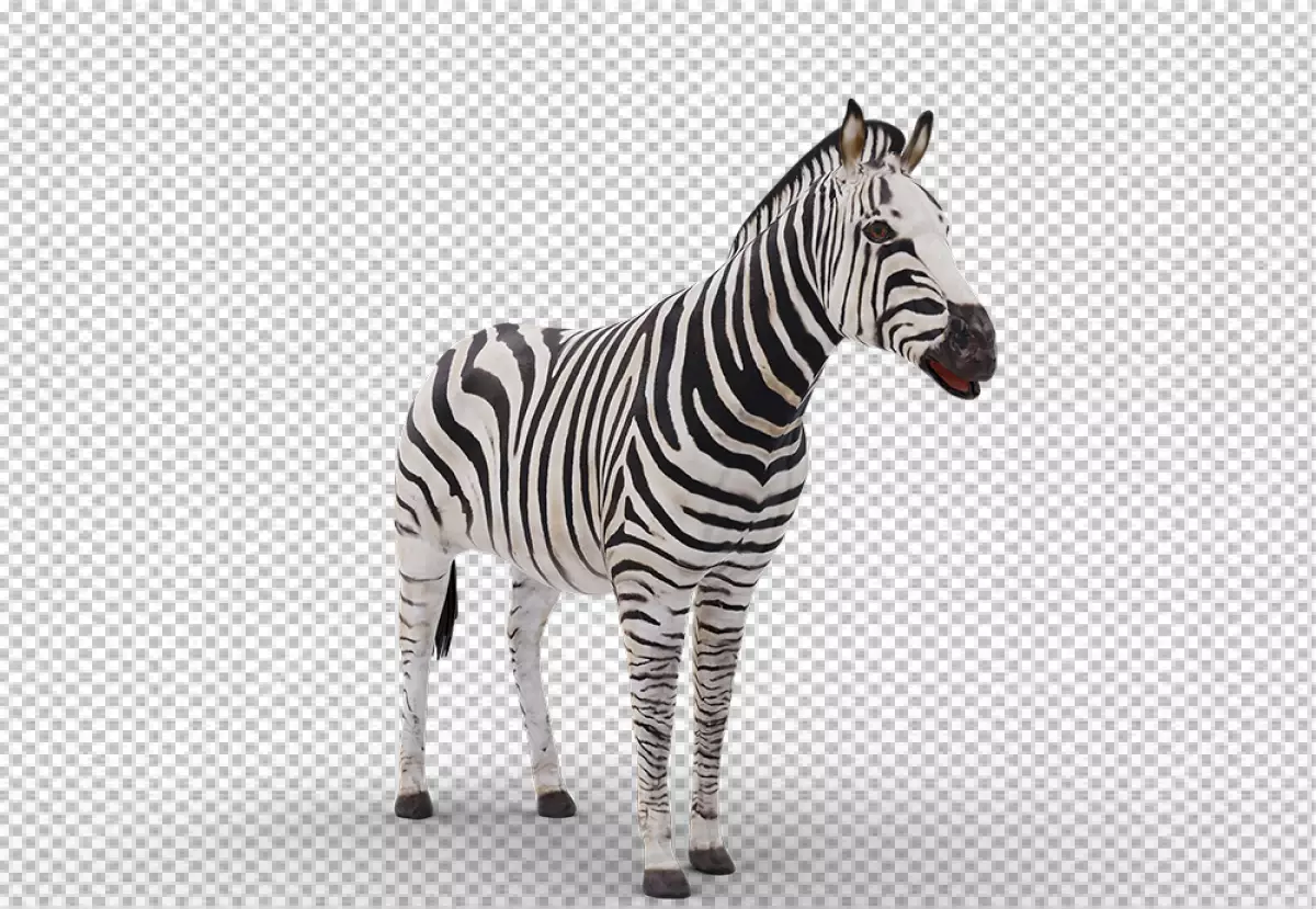 Free Premium PNG african zebra Transparent Background 