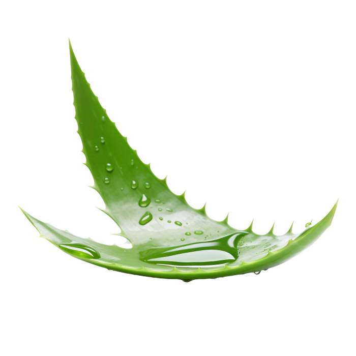 Free Premium PNG Aloe Vera png isolated transparent background