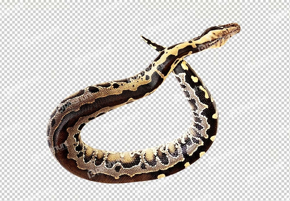 Free Premium PNG Anaconda aka Eunectus murinus snake. Isolated on white background.