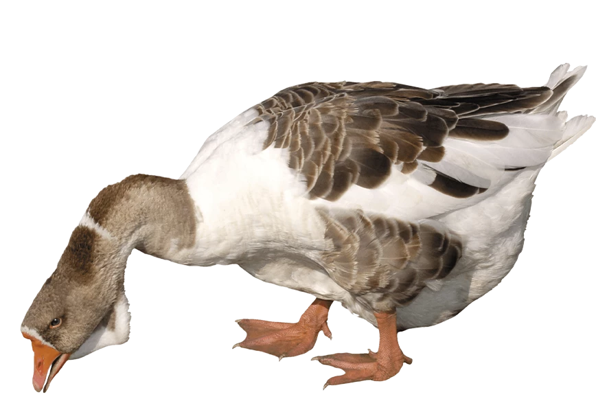 Free Premium PNG Anser anser - gray goose isolated