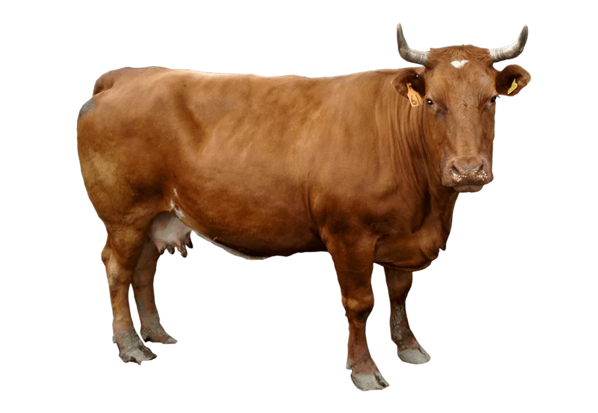 Free Premium PNG Australian Brown cow