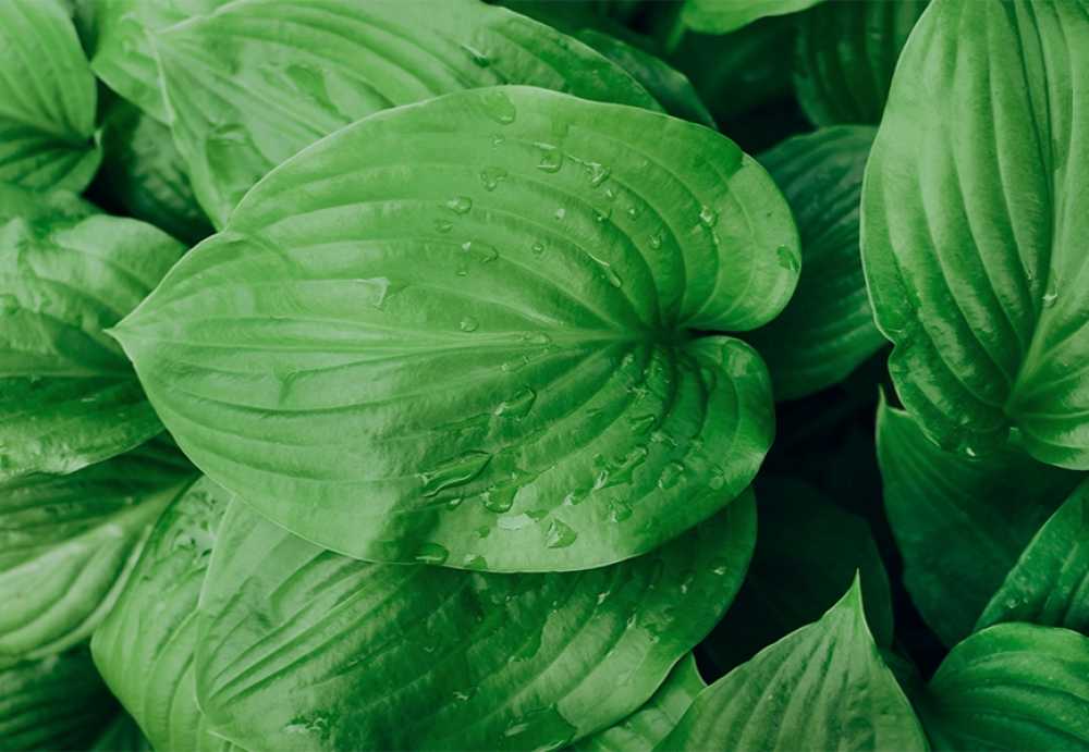 Free Premium Stock Photos Backgrounds Nature And Outdoors Free | Green Hosta Leaves