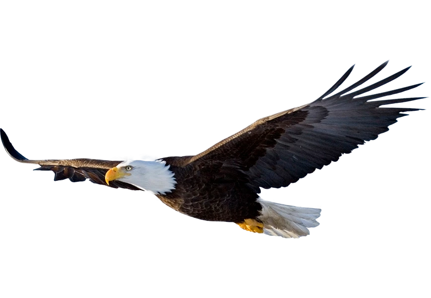 Free Premium PNG Bald Eagle bird flying