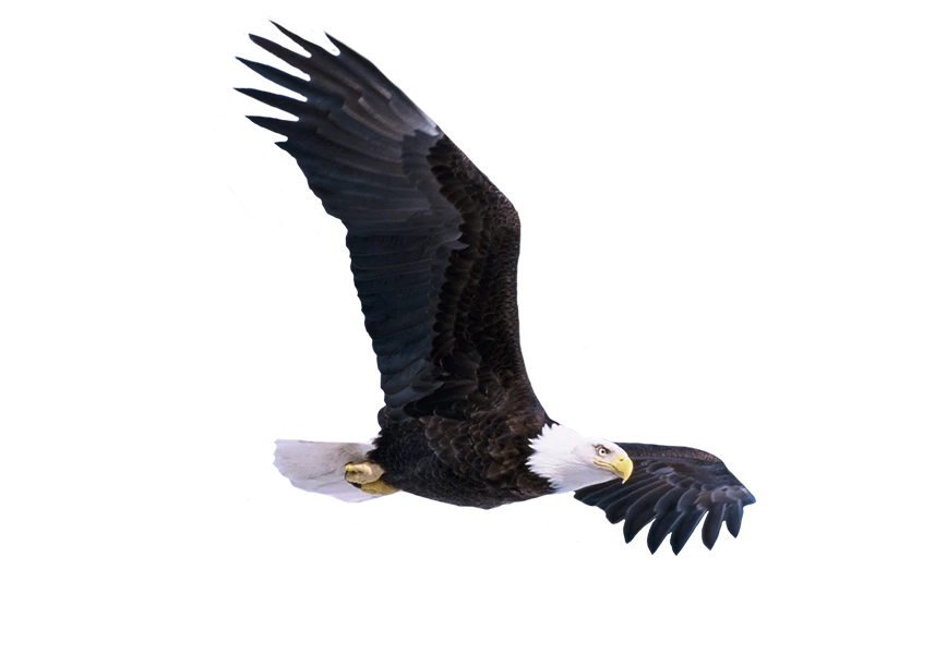 Free Premium PNG Bald eagle flying