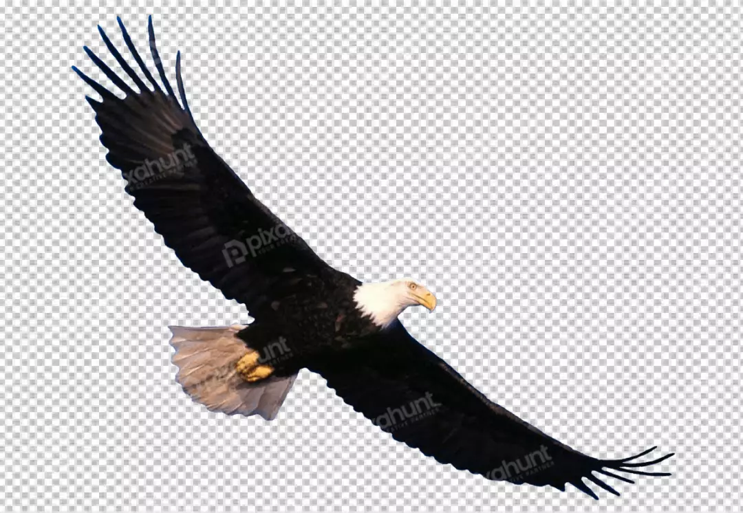 Free Premium PNG Bald Eagle flying in sky