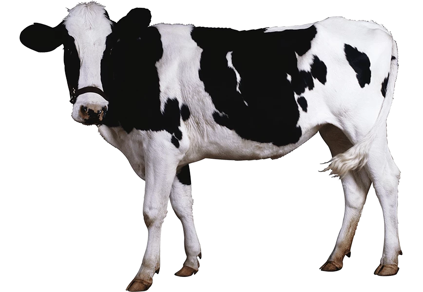 Free Premium PNG Bangladesh and Australia Black and white cow on a farm, farm animal, beautiful cow stock photo