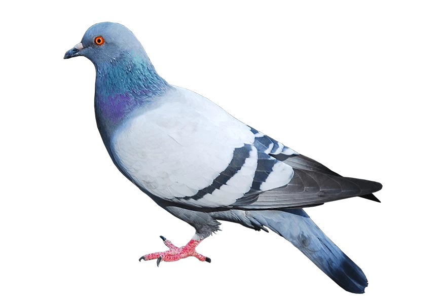 Free Premium PNG Bangladeshi normal Pigeon