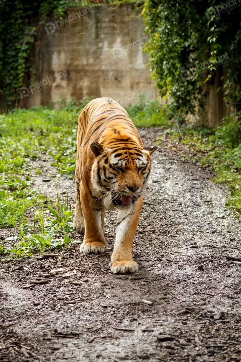 Free Premium Stock Photos Bangladeshi tiger In jungle | Tiger Close portrait
