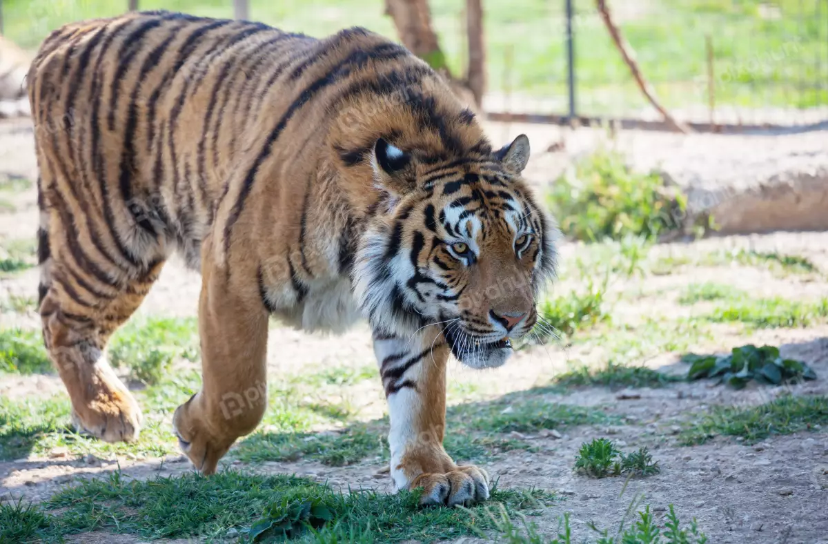 Free Premium Stock Photos Bangladeshi tiger In jungle | Tiger looking For You