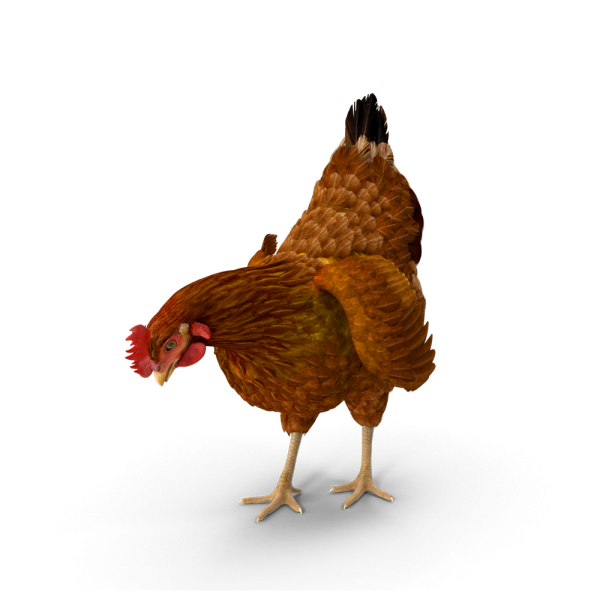Free Premium PNG Beautiful Brown Chickens, Download PNG Images of Popular Breeds
