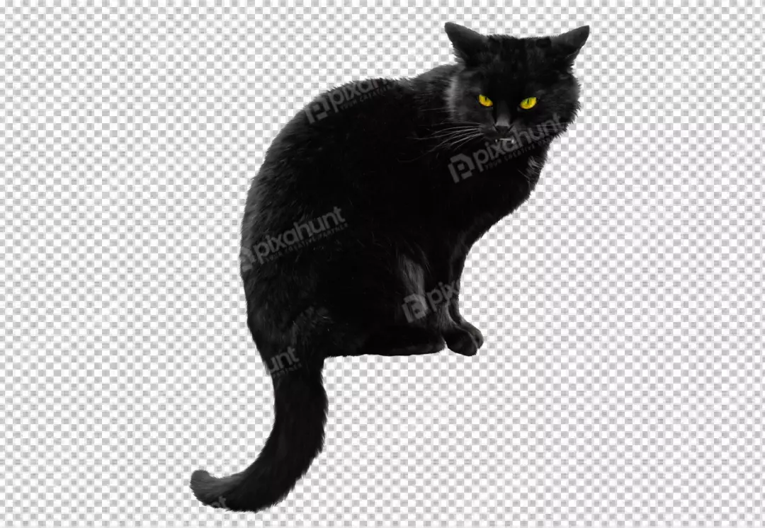 Free Premium PNG Beautiful cat portrait isolated