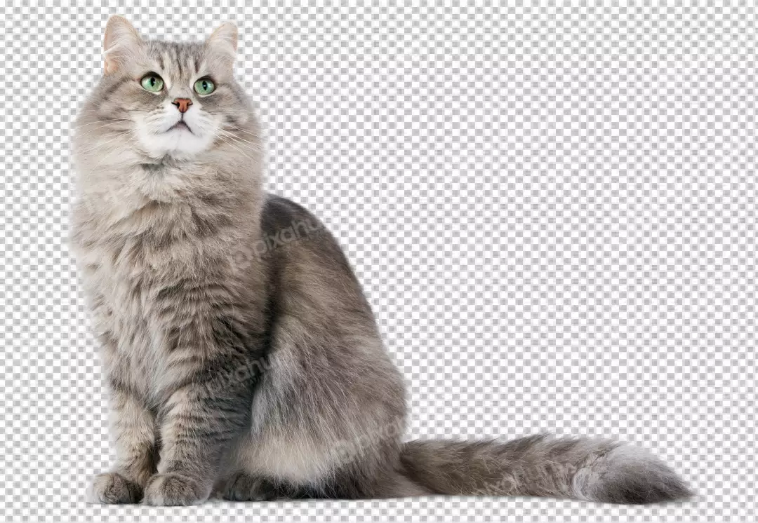 Free Premium PNG Beautiful cat portrait isolated png