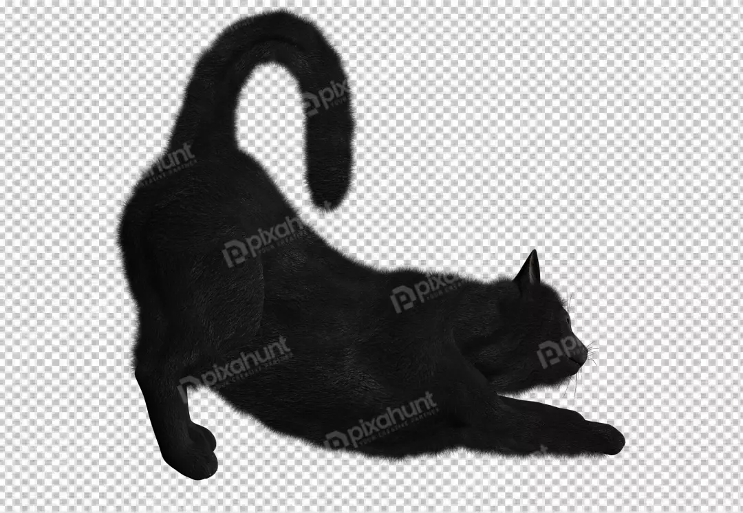 Free Premium PNG Beautiful cat portrait isolated yoga.