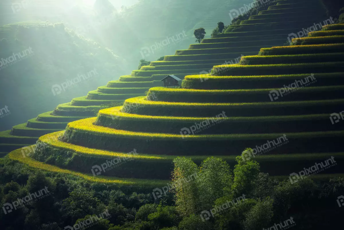 Free Premium Stock Photos Beautiful landscape of a rice terrace in Vietnam built on the slopes of the mountains and they create a stunning visual effect