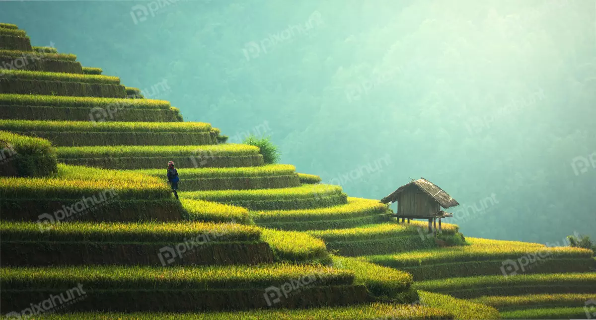 Free Premium Stock Photos beautiful landscape of a rice terrace in Vietnam image is taken from a high angle